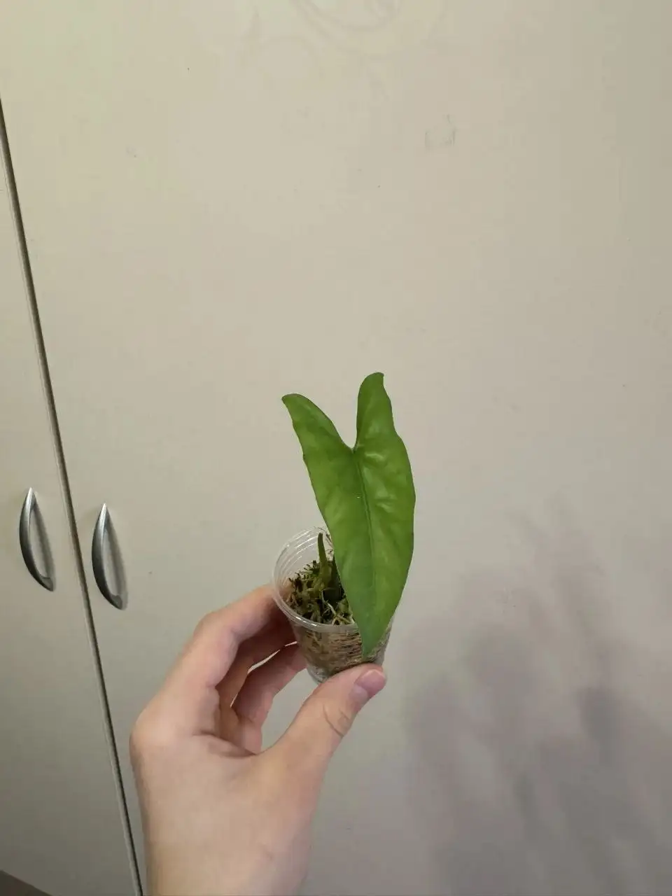 Набор из 5 алоказий разных сортов - Растения (Хобби и отдых) в Самара