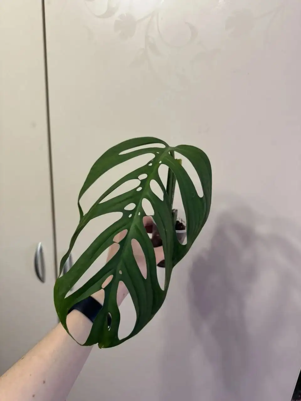 Продажа черенков Монстеры Экскилета - Растения (Хобби и отдых) в Самара