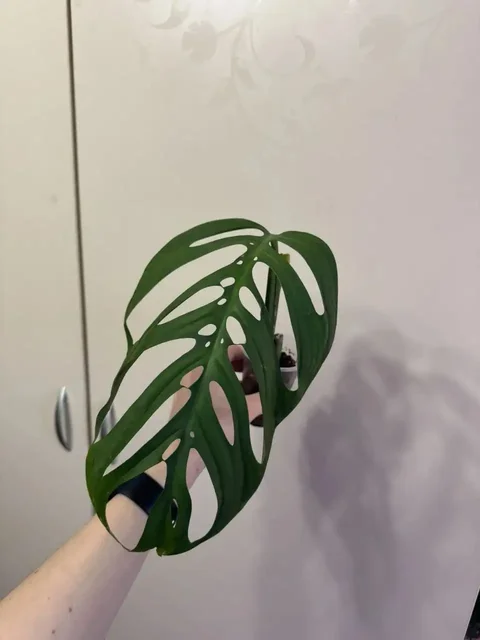 Продажа черенков Монстеры Экскилета - Садоводство в Самара