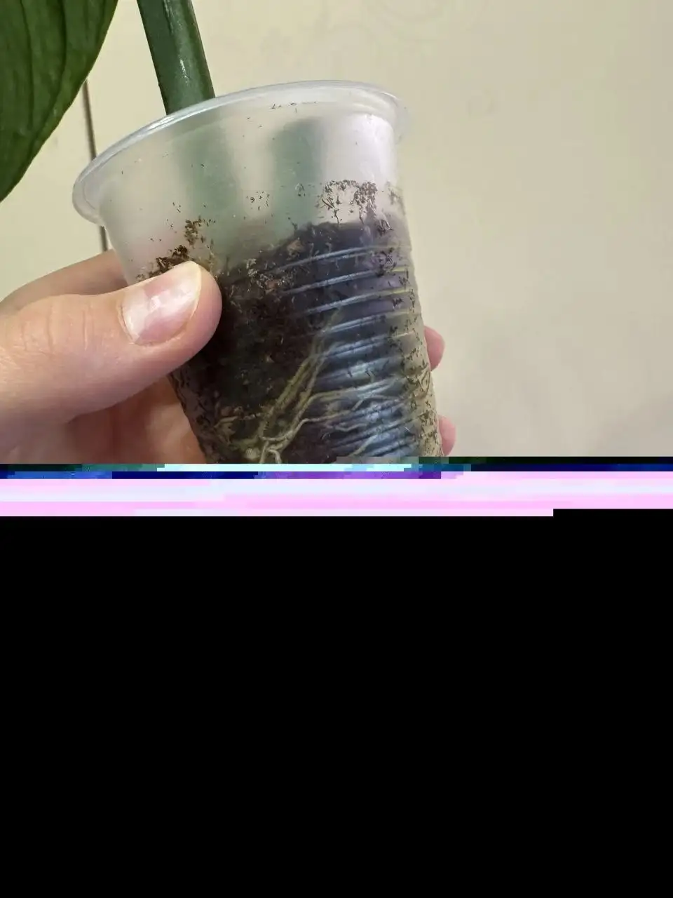 Продажа черенков Монстеры Экскилета - Растения (Хобби и отдых) в Самара