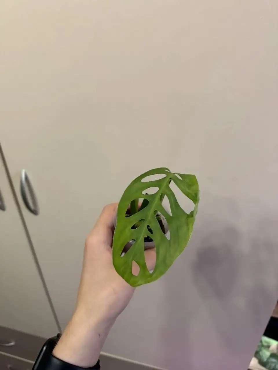 Продажа черенков Монстеры Экскилета - Растения (Хобби и отдых) в Самара