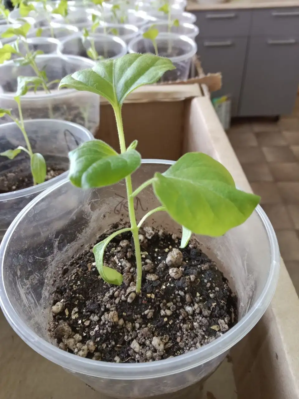 Рассада баклажан сортов Карлсон, Дракоша, Бычий лоб, царская икра - Садоводство (Хобби и отдых) в САМАРА