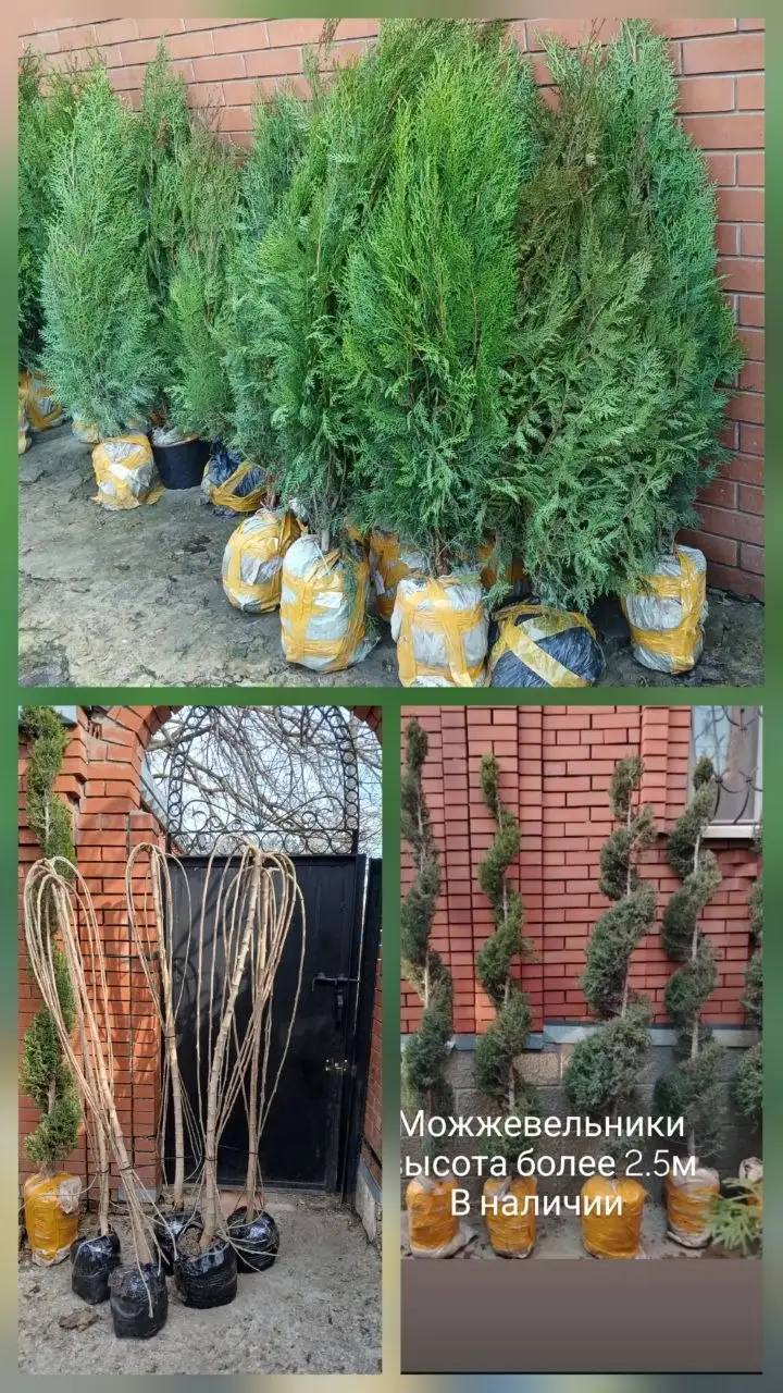 Продажа саженцев растений - Растения и саженцы (Для дома и дачи) в Самара