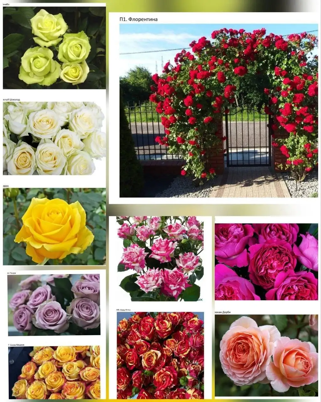 Закупка роз по оптовой цене из Самарского питомника - Садоводство (Хобби и отдых) в Самара