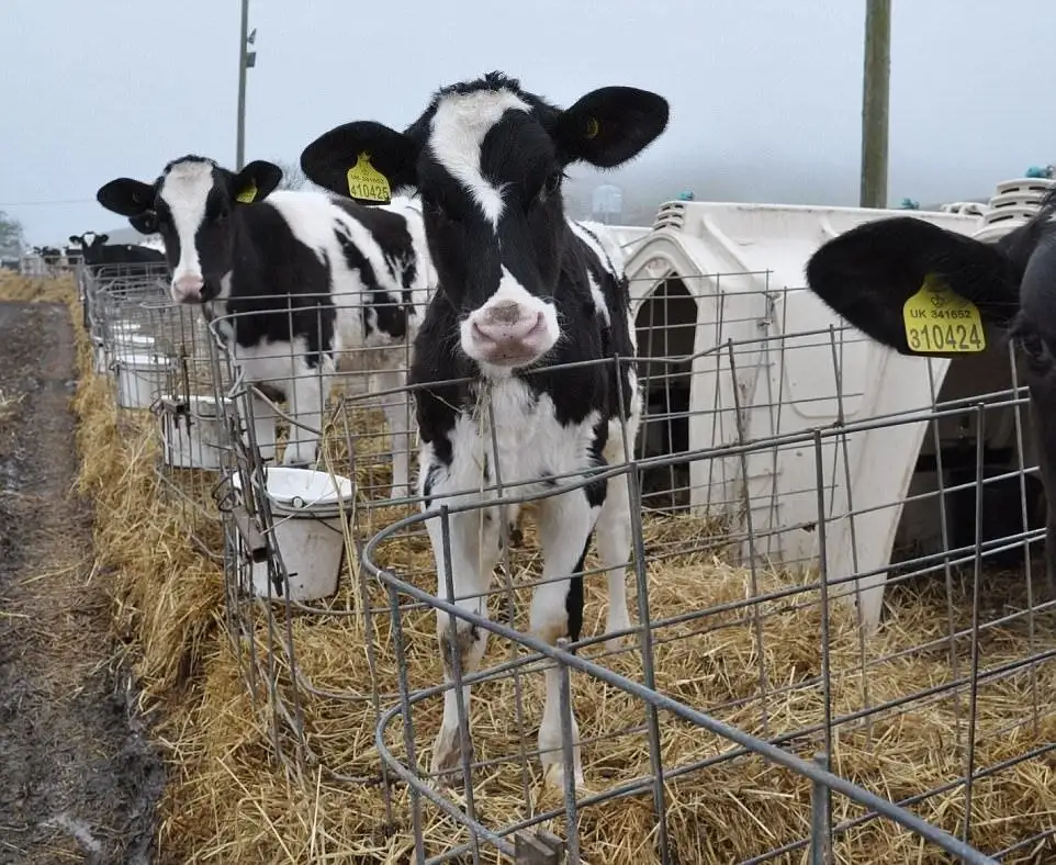 Продажа бычков разного возраста - Скот (Животные) в Самара