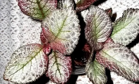 Эписцея с жемчужно-серебристыми листьями и розовинкой - Растения/Садоводство в Новокуйбышевск