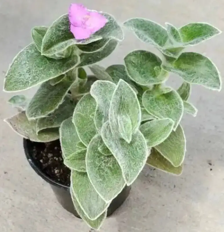 Традесканция силламонтана (меховая) черенки - Растения (Хобби и отдых) в Новокуйбышевск