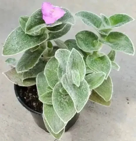 Традесканция силламонтана (меховая) черенки - Растения/Садоводство в Новокуйбышевск