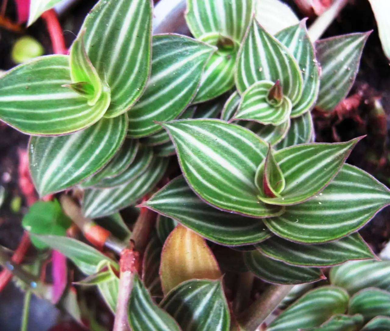 Черенки каллизии Элеганс - Растения (Хобби и отдых) в Новокуйбышевск