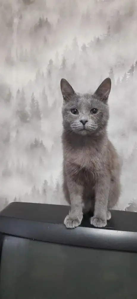 Ищем дом для кошечки в Самаре и Кинеле - Кошки (Животные) в Кинель