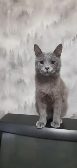 Ищем дом для кошечки в Самаре и Кинеле - Кошки в Кинель