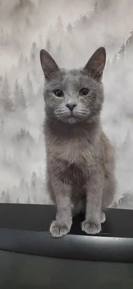 Ищем дом для кошечки в Самаре и Кинеле - Кошки (Животные) в Кинель