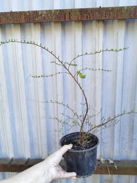 Продажа саженцев спиреи Грефшейм - Растения для сада в Самара