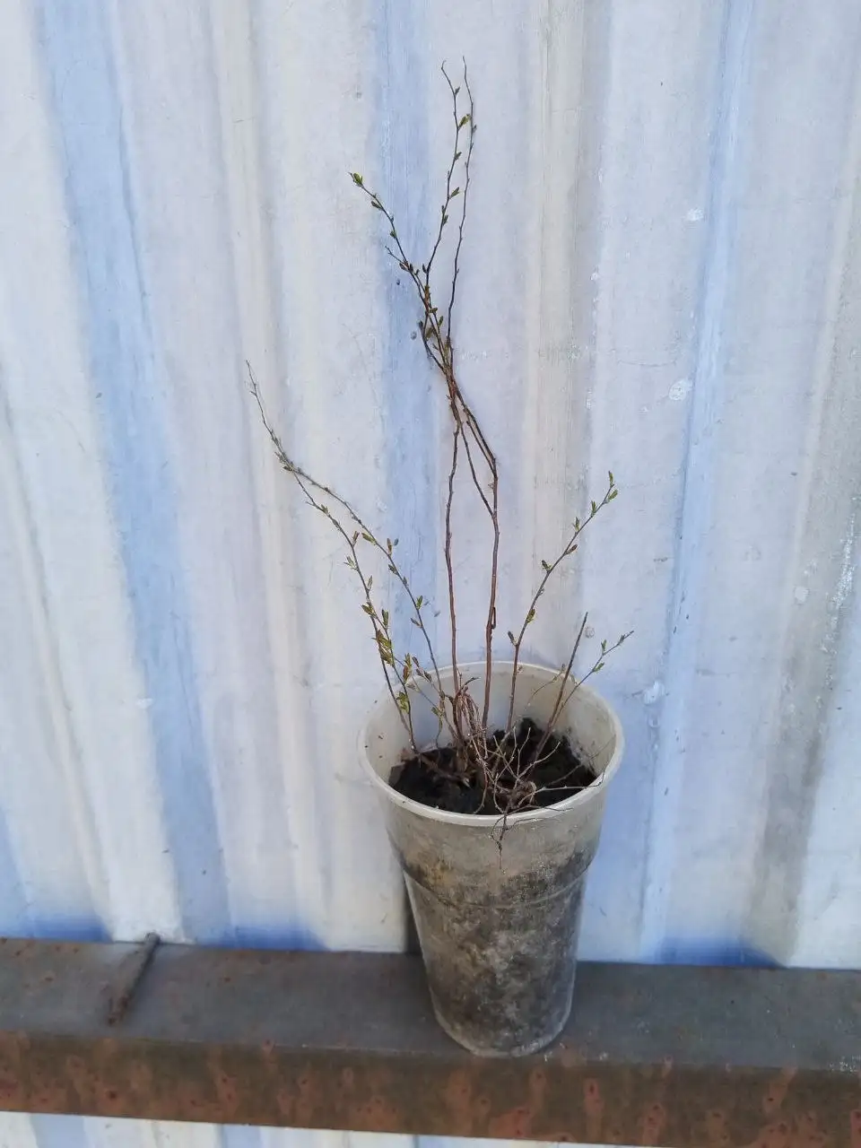 Продажа саженцев спиреи Грефшейм - Садоводство (Хобби и отдых) в Самара