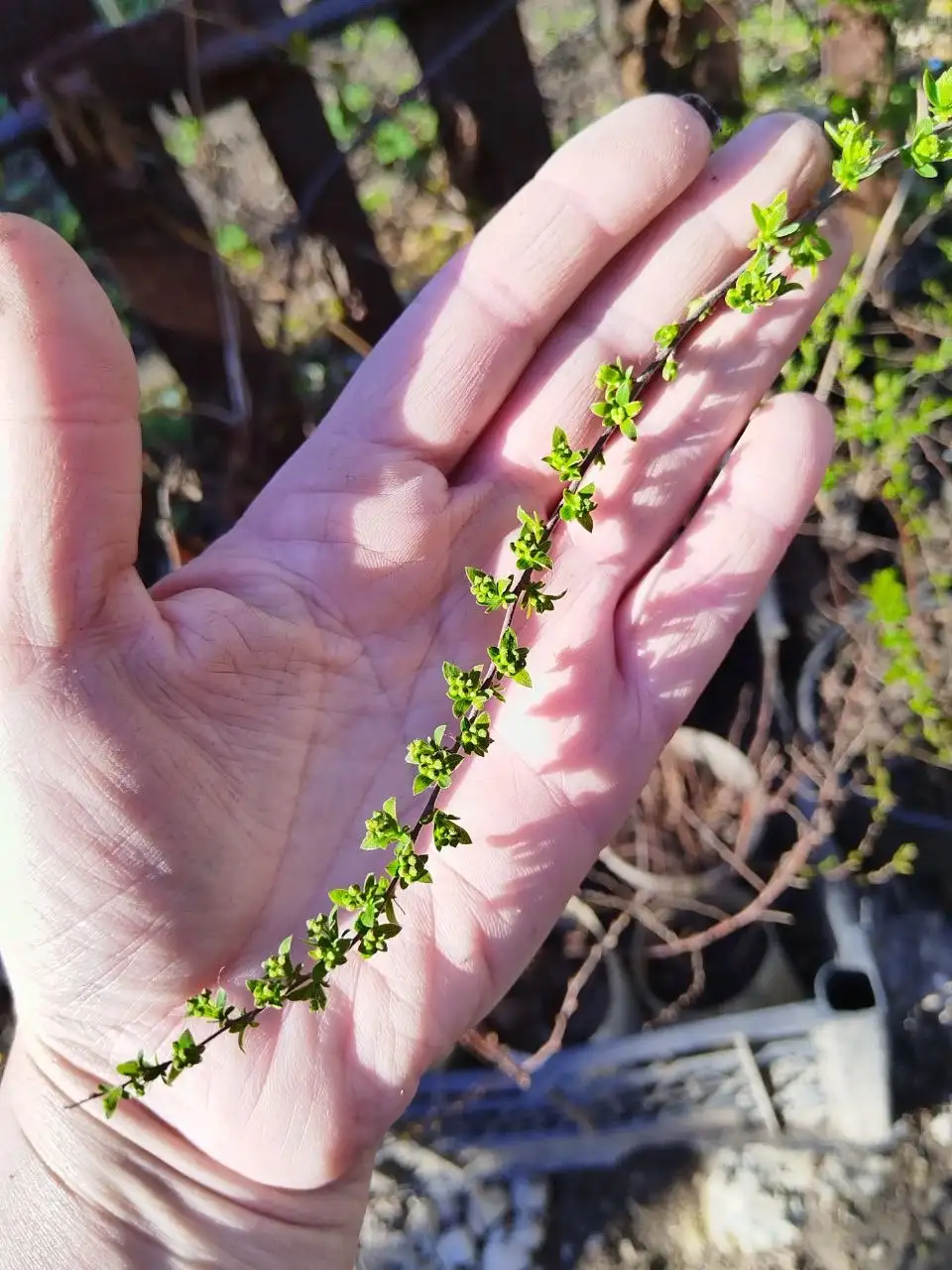 Продажа саженцев спиреи Грефшейм - Садоводство (Хобби и отдых) в Самара