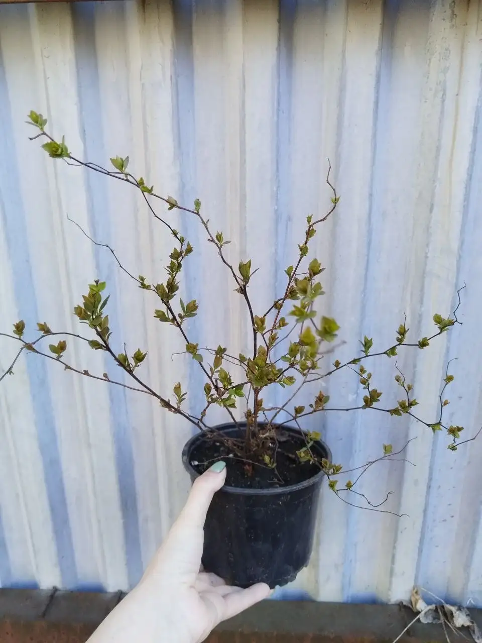 Спирея японская 2л и 0.5л - Растения (Хобби и отдых) в Самара