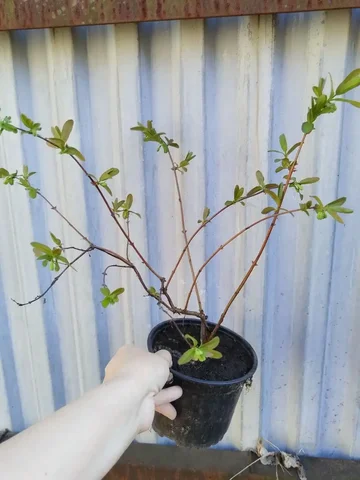 Жимолость Лебедушка - частное объявление в Самара