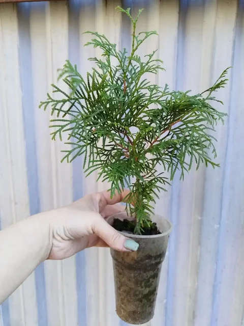 Растения для сада - Растения для сада в Самара