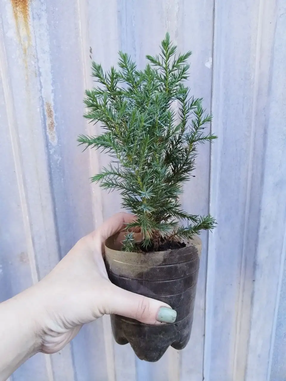 Растения для сада - Растения для сада (Хобби и отдых) в Самара