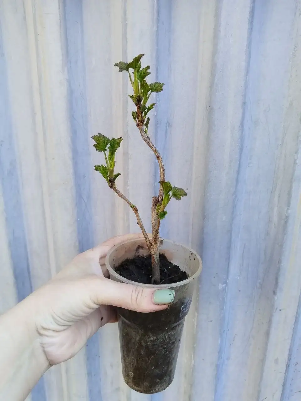 Растения для сада - Растения для сада (Хобби и отдых) в Самара