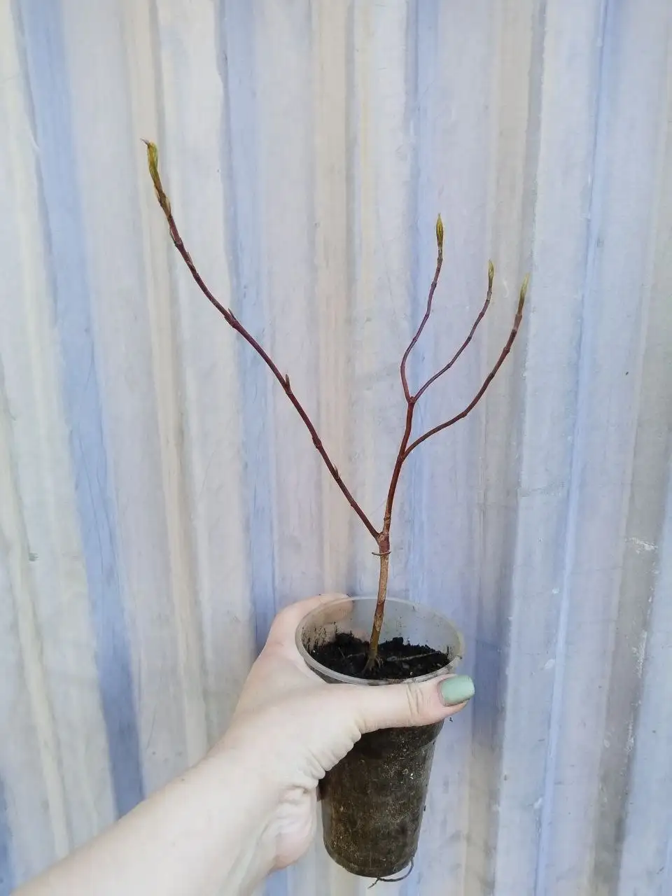 Растения для сада - Растения для сада (Хобби и отдых) в Самара