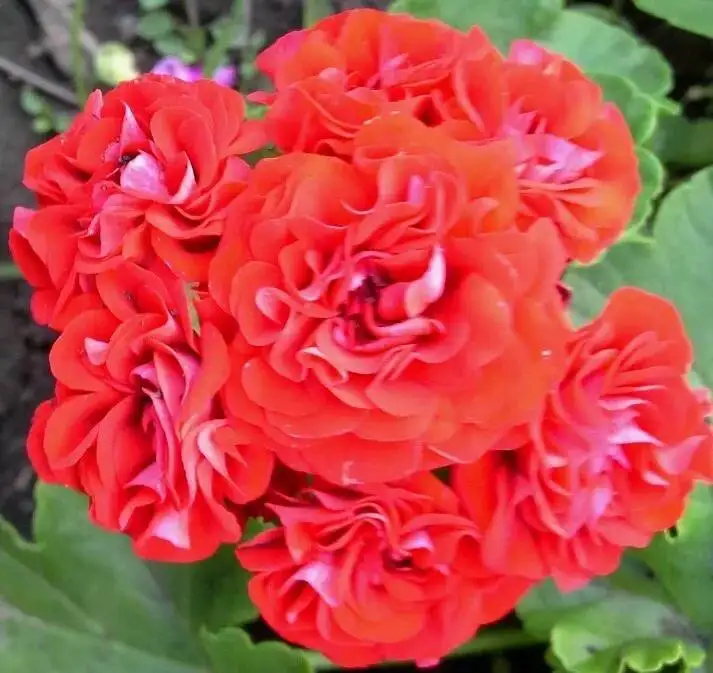 Укорененный черенок PINK RAMBLER - Растения/Садоводство (Хобби и отдых) в Новокуйбышевск