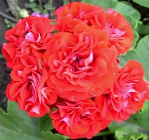 Укорененный черенок PINK RAMBLER - Растения/Садоводство в Новокуйбышевск