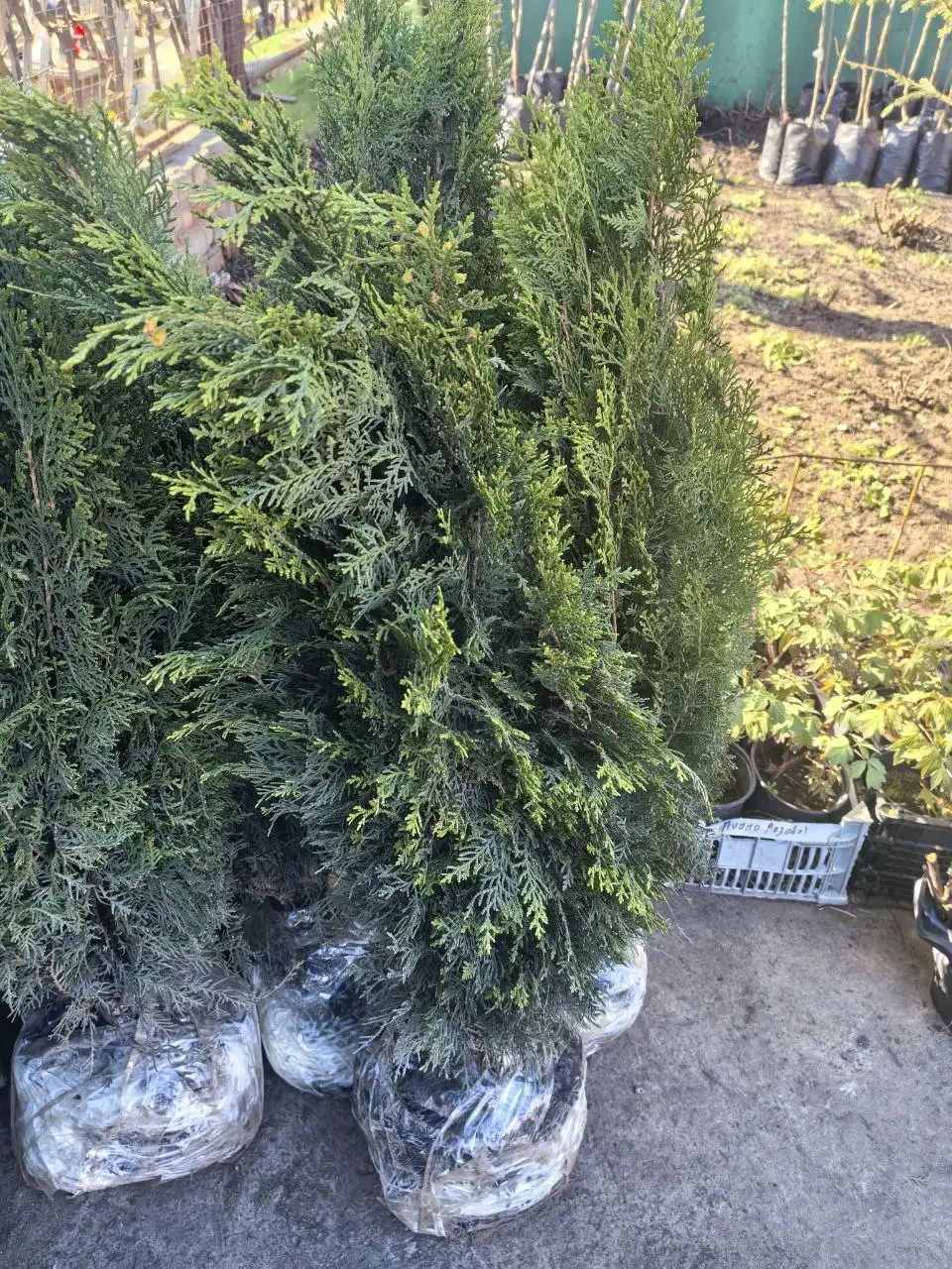 Продажа штамбовой шелковицы и туи - Растения (Барахолка) в Самара