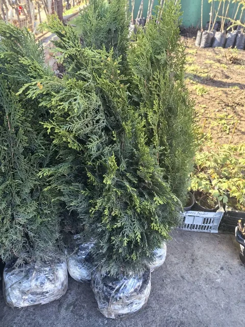 Продажа штамбовой шелковицы и туи - частное объявление в Самара