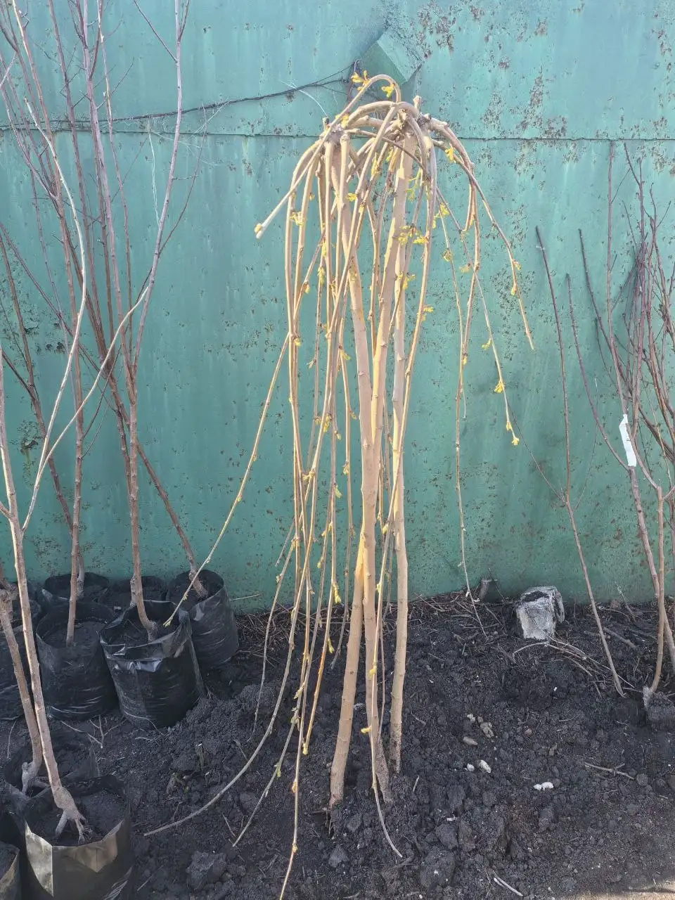 Продажа штамбовой шелковицы и туи - Растения (Барахолка) в Самара