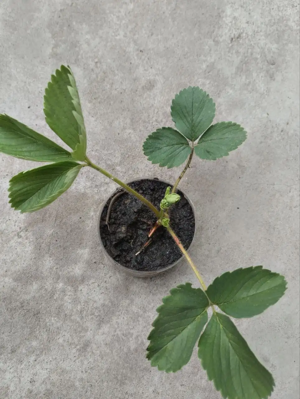 Продажа рассады клубники сортов Фестивальная и Искушение - Растения/Рассада (Хобби и отдых) в Самара