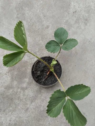 Продажа рассады клубники сортов Фестивальная и Искушение - Растения/рассада в Самара