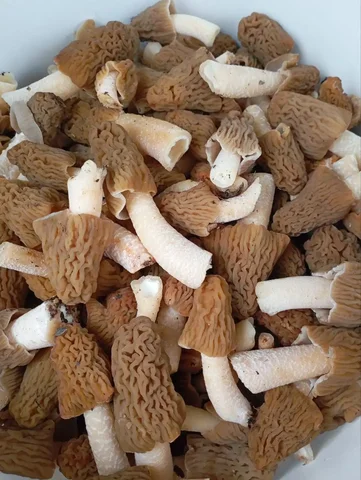 Продажа свежих сморчков (сморчковой шапочки) - Офисное оборудование в Самара