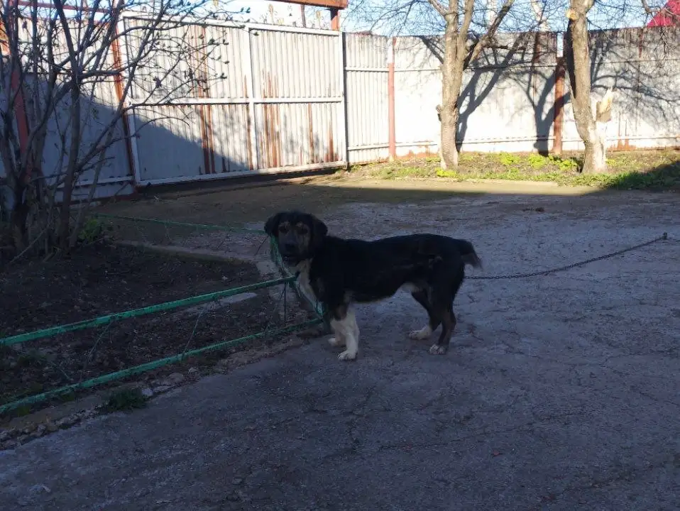 Отдаю собаку в добрые руки в Пестравке - Собаки (Животные) в Пестравка