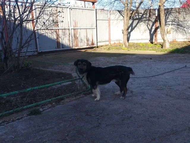Отдаю собаку в добрые руки в Пестравке - Собаки в Пестравка