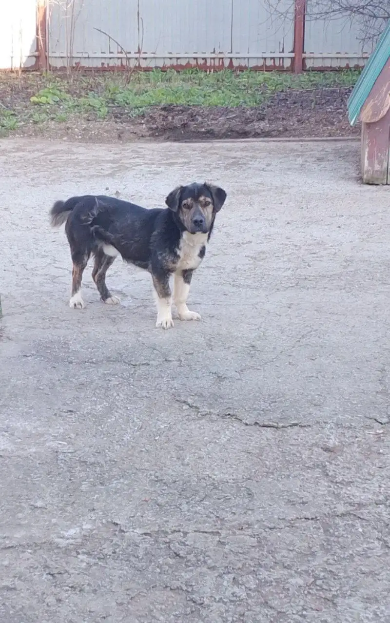 Отдаю собаку в добрые руки в Пестравке - Собаки (Животные) в Пестравка