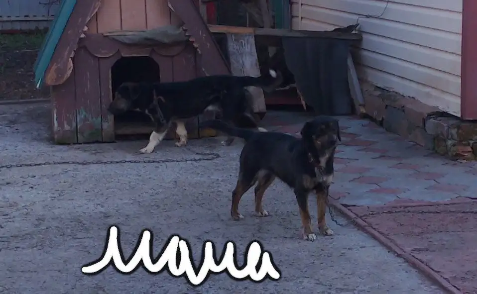 Отдаю собаку в добрые руки в Пестравке - Собаки (Животные) в Пестравка