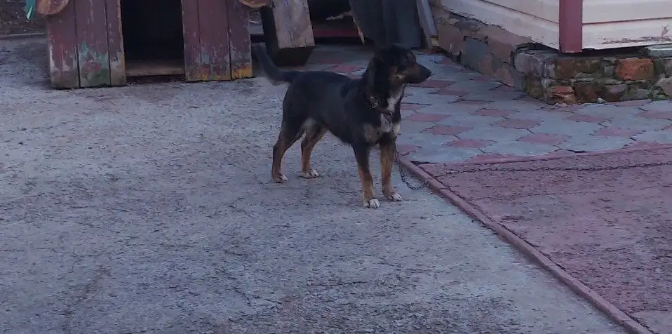 Отдаю собаку в добрые руки в Пестравке - Собаки (Животные) в Пестравка