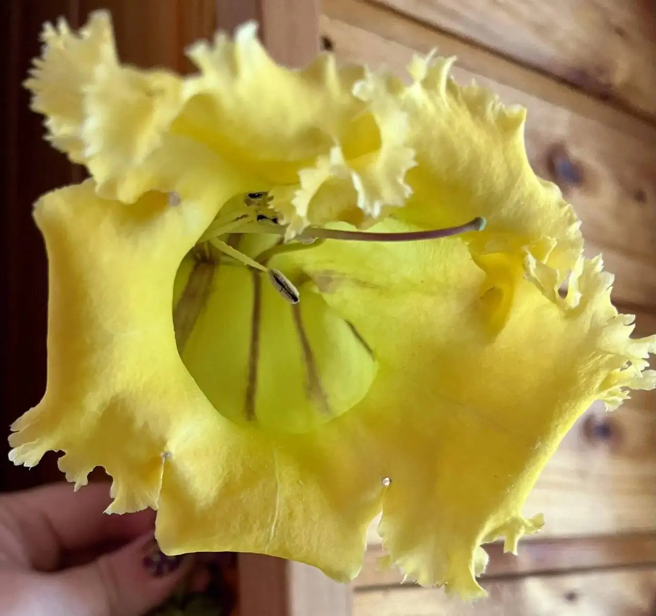 Продажа растений Соландра Грандифлора - Растения (Хобби и отдых) в Новокуйбышевск