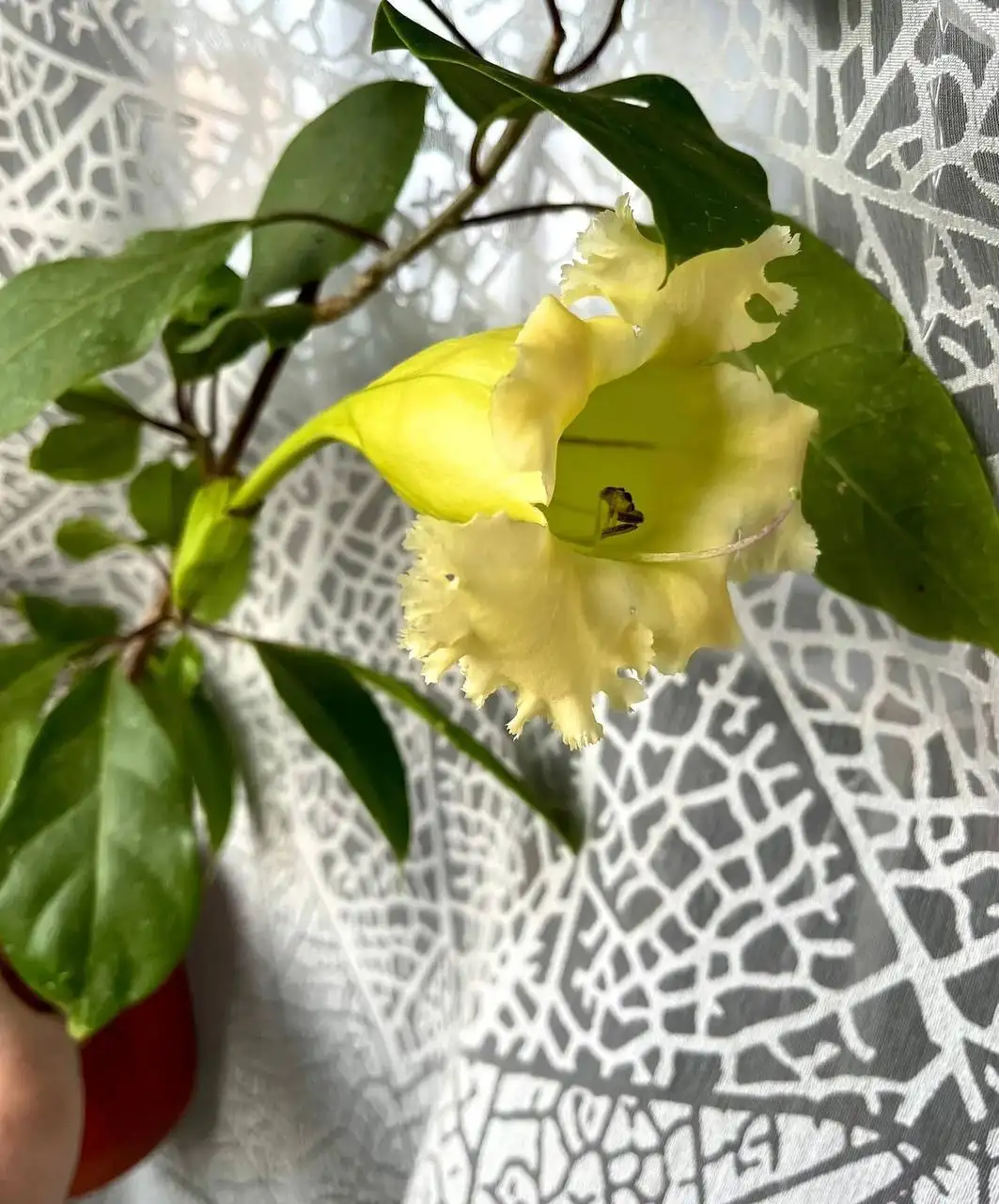 Продажа растений Соландра Грандифлора - Растения (Хобби и отдых) в Новокуйбышевск