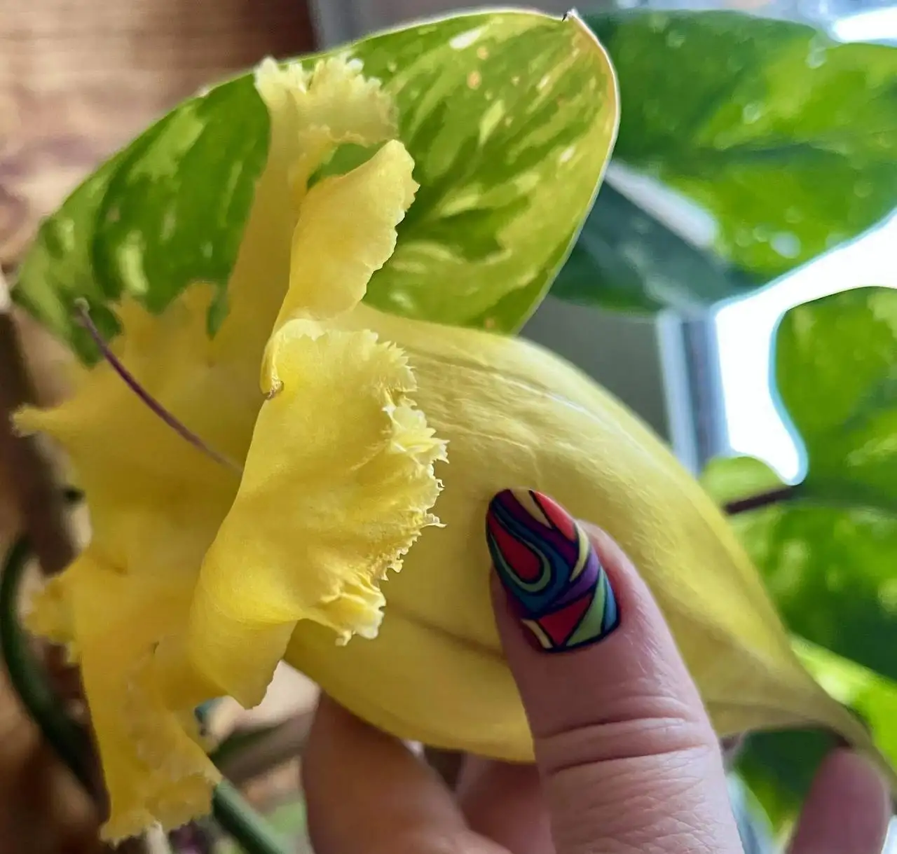 Продажа растений Соландра Грандифлора - Растения (Хобби и отдых) в Новокуйбышевск