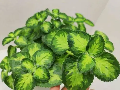 Продажа Плектрантуса вариегатного Golden Ruffle - Комнатные растения (Хобби и отдых) в Новокуйбышевск