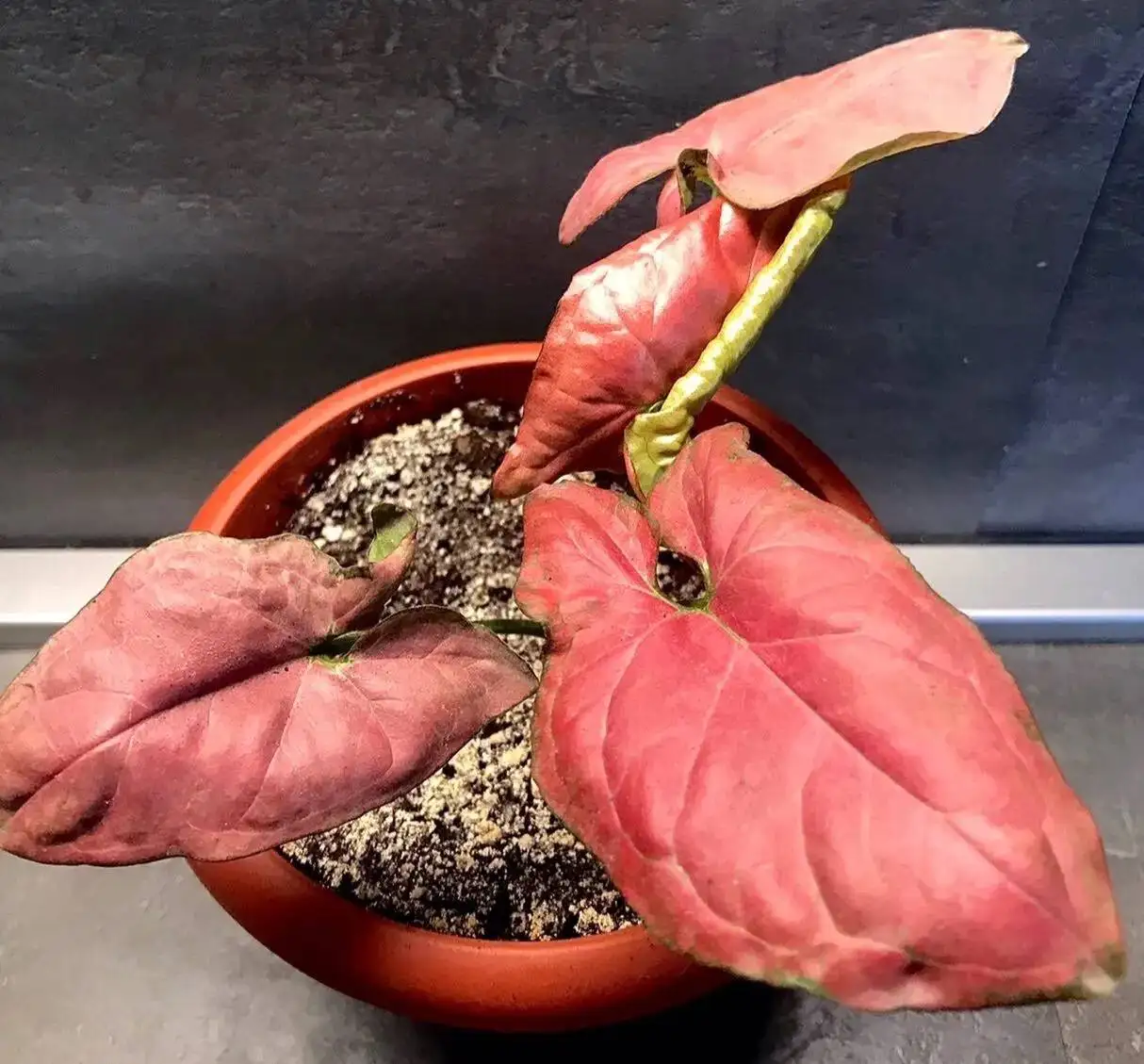 Сингониум Орм Нак - Хобби и отдых в Новокуйбышевск