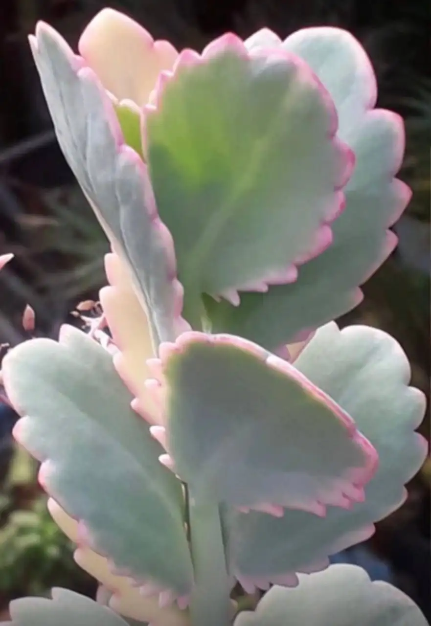 Kalanchoe fedtschenkoi f variegata черенок - Растения (Хобби и отдых) в Новокуйбышевск