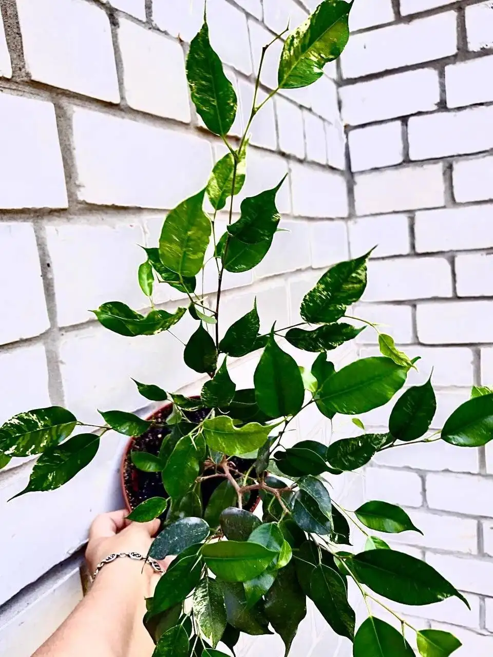 Фикус Эльдорадо вариегатный - Растения (Хобби и отдых) в Новокуйбышевск