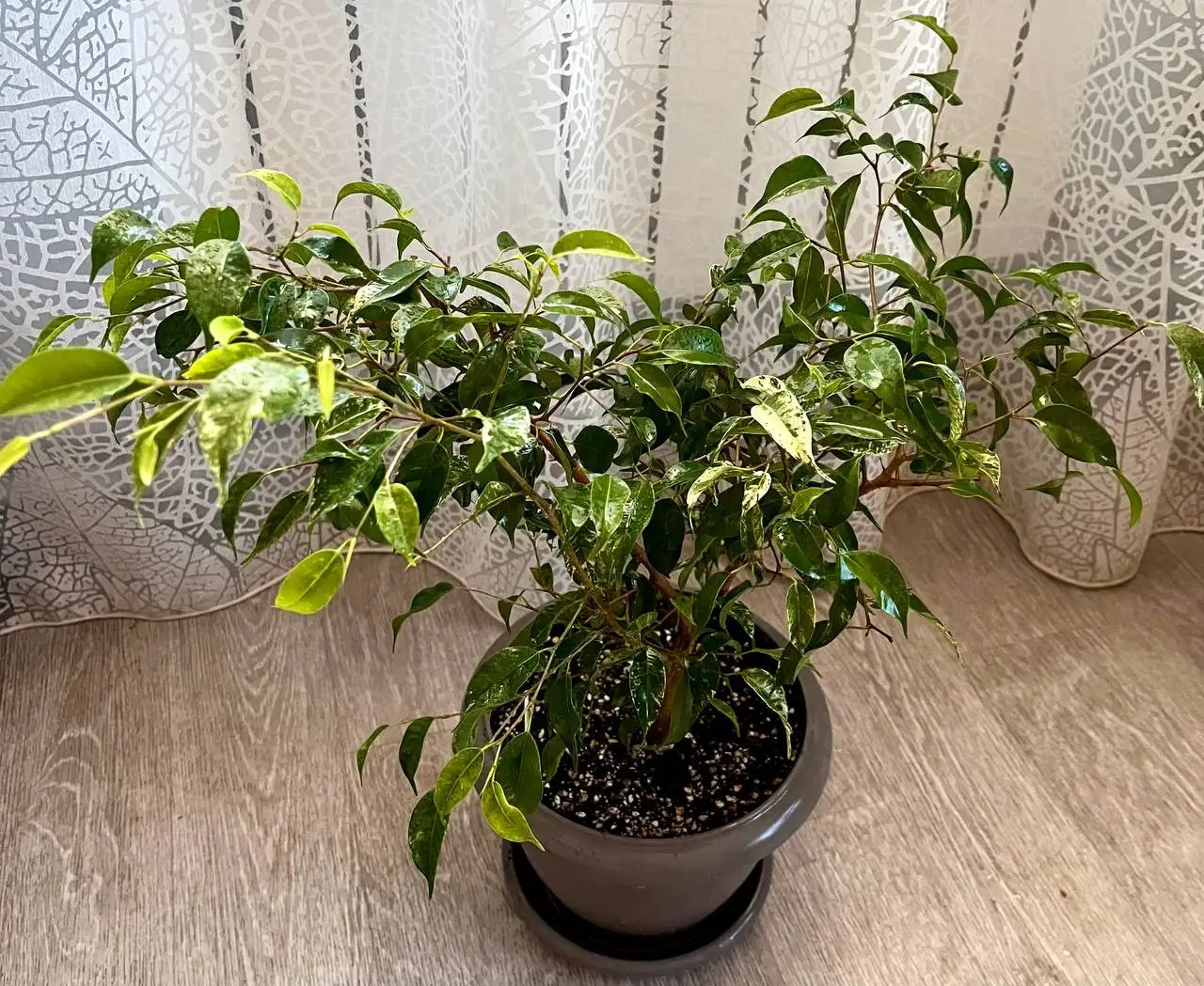 Фикус Эльдорадо вариегатный - Растения (Хобби и отдых) в Новокуйбышевск