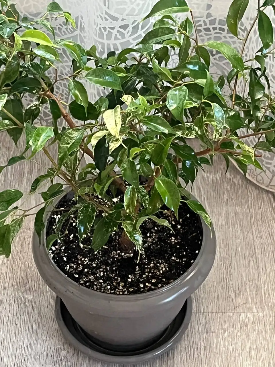 Фикус Эльдорадо вариегатный - Растения (Хобби и отдых) в Новокуйбышевск