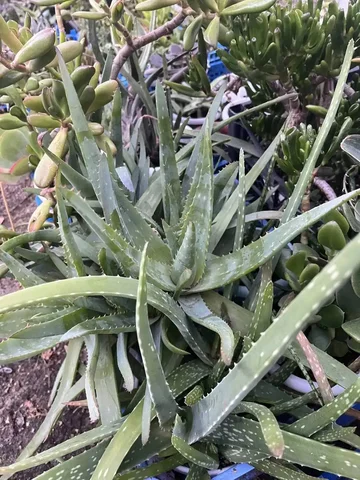 Алоэ Вера, деленки и черенки - частное объявление в Новокуйбышевск