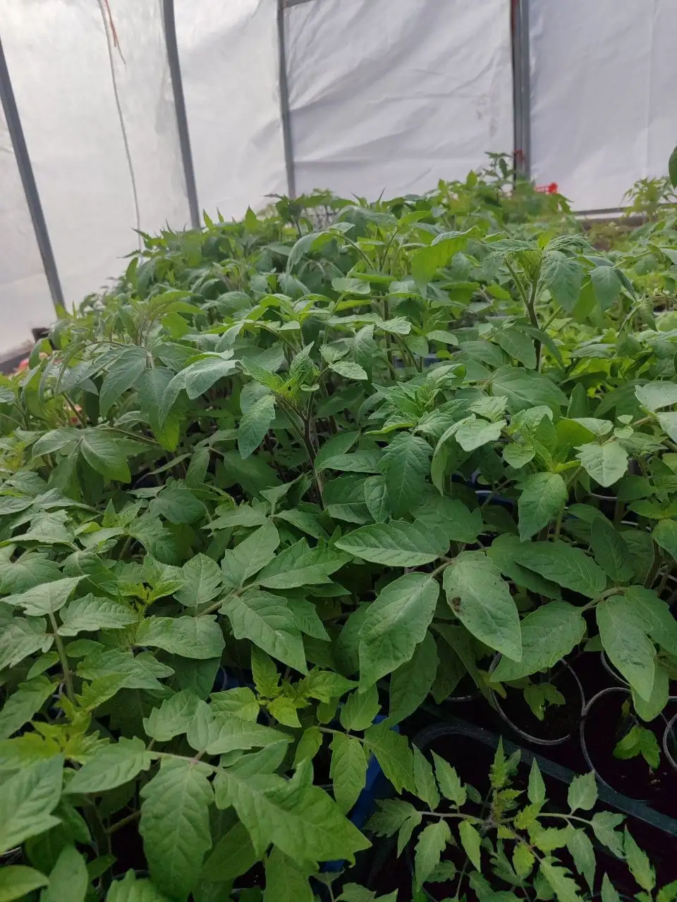 Рассада помидор и огурцов в Самаре - Рассада (Для дома и дачи) в Самара