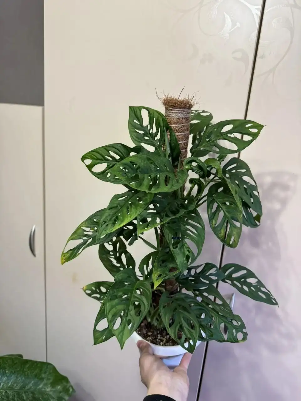 Продам монстеры - Растения (Для дома и дачи) в Самара